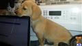 labrador retriever puppy posted by Jason 33